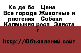 Ка де бо › Цена ­ 25 - Все города Животные и растения » Собаки   . Калмыкия респ.,Элиста г.